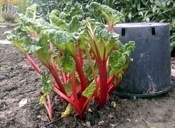 Rhabarber