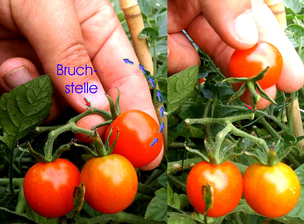 Gartenfreunde